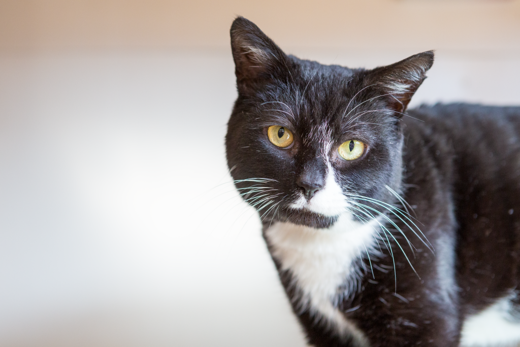 adopting a cat