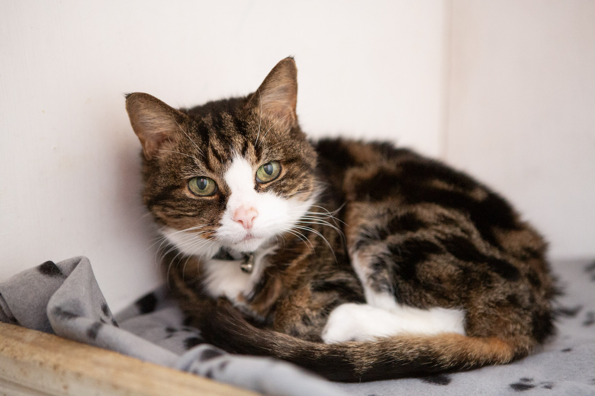 Burys Stray Cat Fund - Bury St Edmunds