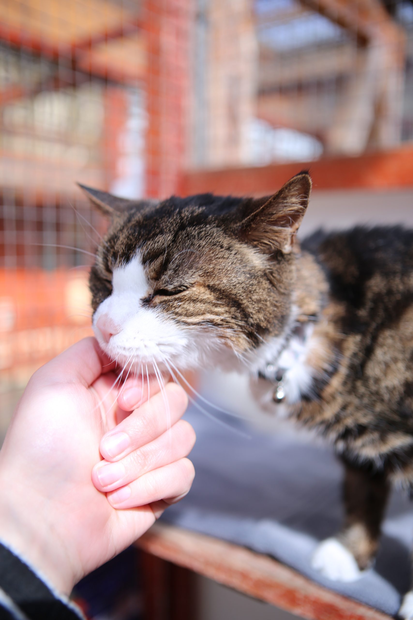 meet the cats