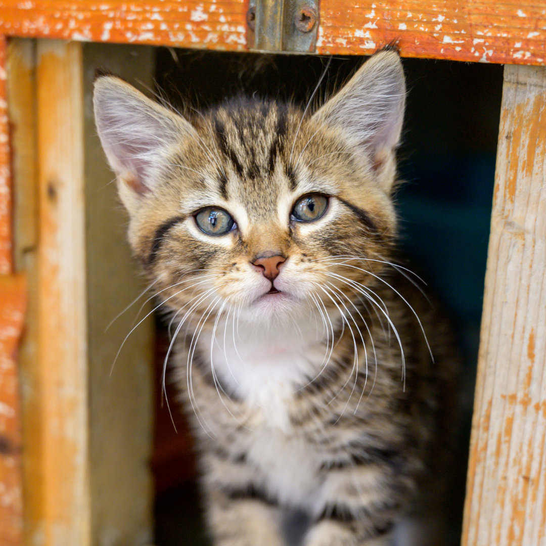 adopting a cat kitten