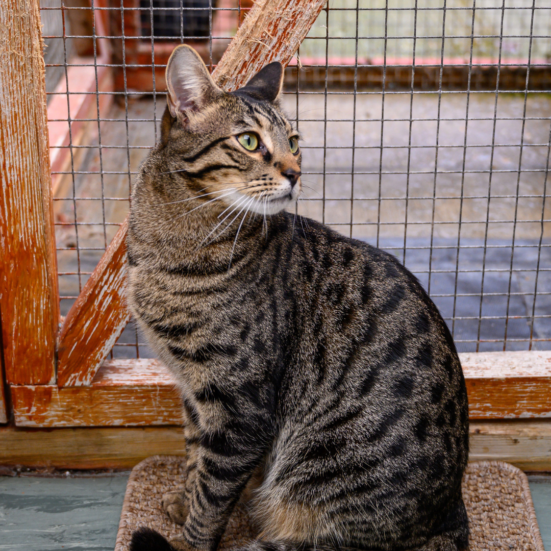adopting a cat